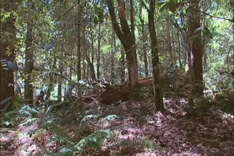 Forest gang J/O: Arpad Miklos, Dillon Buck, Jack Bond, Park Wiley & Tober Brandt